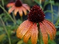 Jeżówka purpurowa (Echinacea purpurea) 